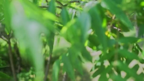 Belles Feuilles Vertes Sur Les Arbres Dans Jardin — Video