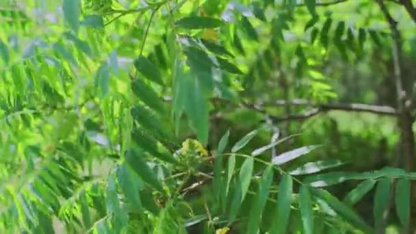 Piękne Zielone Liście Drzewach Ogrodzie — Wideo stockowe