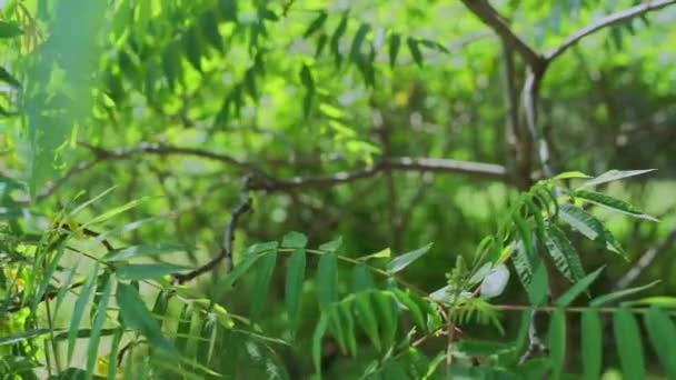 Belle Foglie Verdi Sugli Alberi Giardino — Video Stock