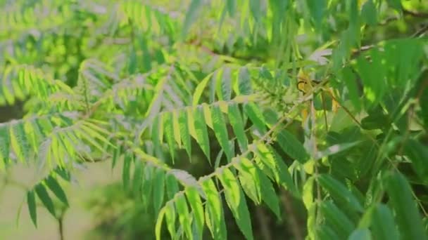 Folhas Verdes Bonitas Árvores Jardim — Vídeo de Stock