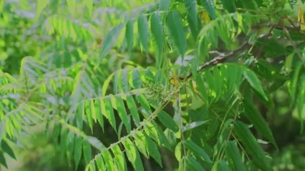 Krásné Zelené Listy Stromech Zahradě — Stock video
