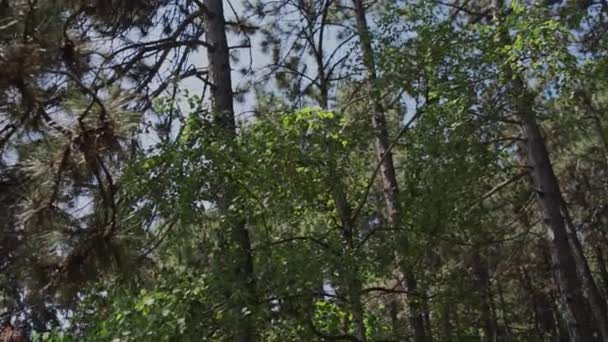 Bosque Pinos Verano Día Despejado — Vídeos de Stock