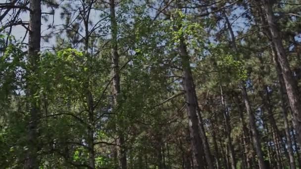 Fenyőerdő Nyáron Egy Tiszta Napon — Stock videók