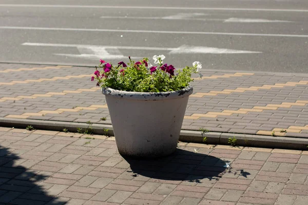 Arredamento Grande Vaso Argilla Sul Marciapiede — Foto Stock