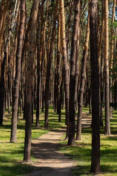 Pino Alto Parque Verano — Foto de Stock