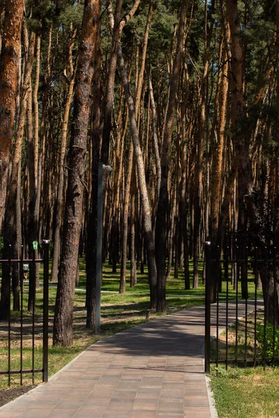 夏の公園にある背の高い松は — ストック写真