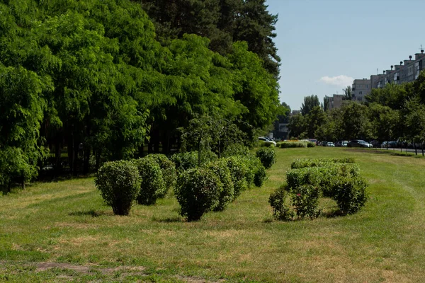 Şehir Arasında Park Halindeki Dekoratif Çalılar — Stok fotoğraf