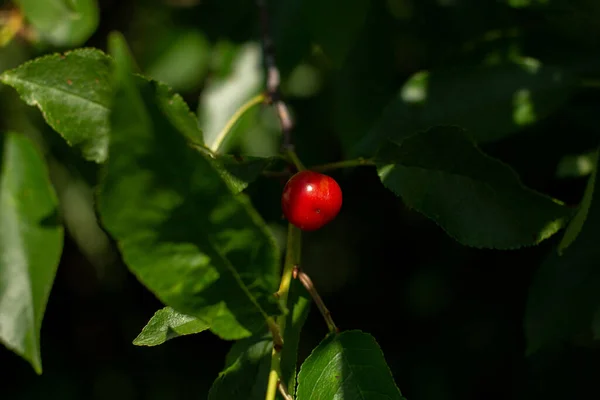 Cerise Mûre Sur Branche Arbre — Photo