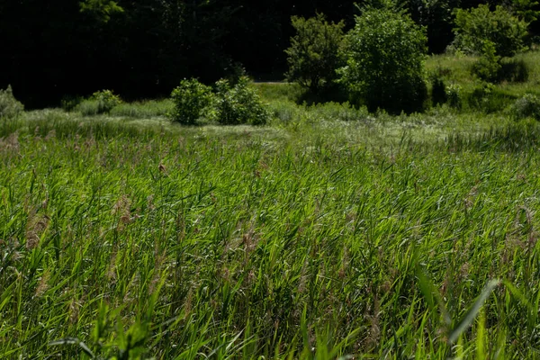 Dense Tall Green Grass Meadow — Stock Photo, Image