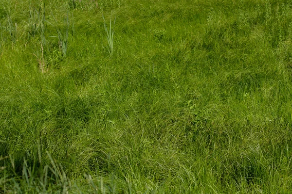 Gęsta Zielona Trawa Łące — Zdjęcie stockowe