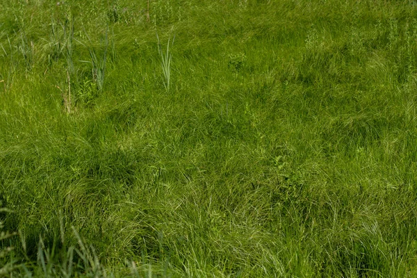 牧草地に密集した背の高い緑の草 — ストック写真