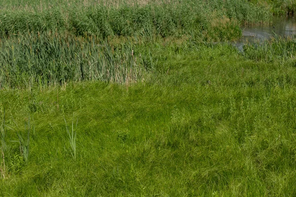 牧草地に密集した背の高い緑の草 — ストック写真