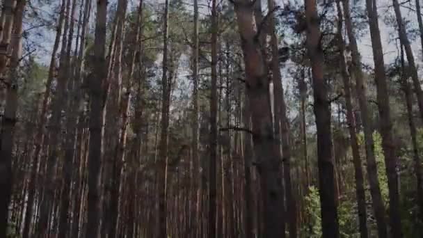 Utsikt Från Bilen Längs Skogen — Stockvideo