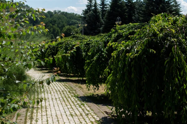 Paved Walkway Italian Park Garden — Stock Photo, Image