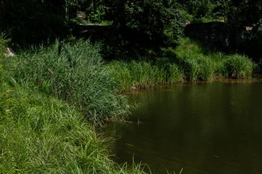 Yeşil manzaralı büyük, güzel bir göl.