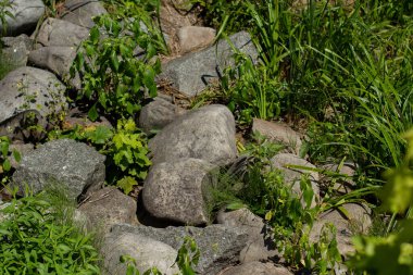 Bahçede asfaltlanmış taşlar.