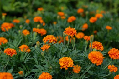 Bahçede turuncu kadife çiçeği