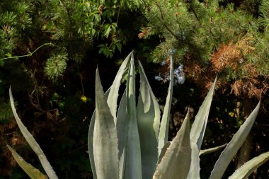 Bahçedeki büyük kaktüs yaprakları