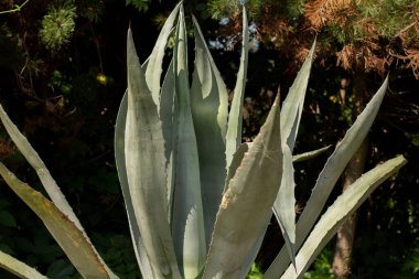 Bahçedeki büyük kaktüs yaprakları