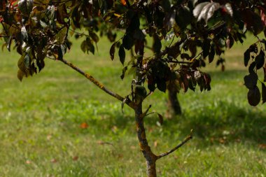 Güzel ağaçlar bahçede yetişir.