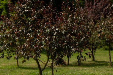 Güzel ağaçlar bahçede yetişir.