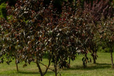 Güzel ağaçlar bahçede yetişir.