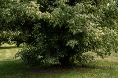 Ağaçlı yeşil çayır