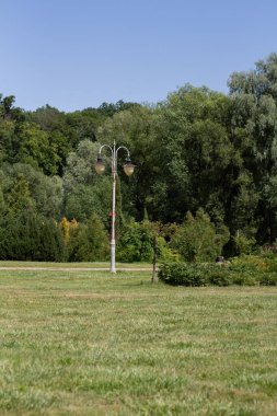 Ağaçlı yeşil çayır