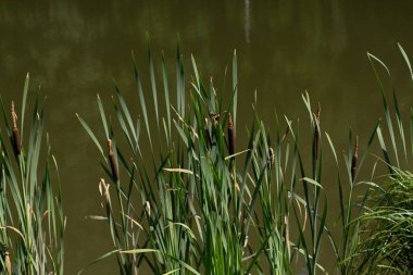 Gölün kenarında büyük bir sazlık.
