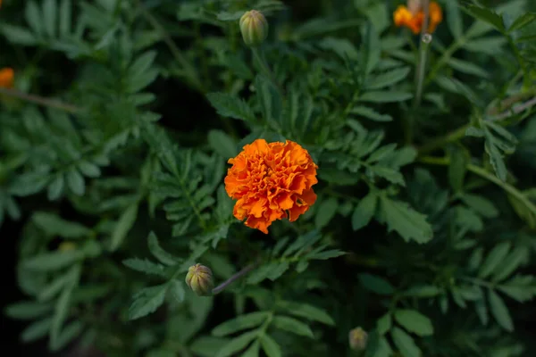 Πορτοκαλί Λουλούδια Marigold Στον Κήπο — Φωτογραφία Αρχείου