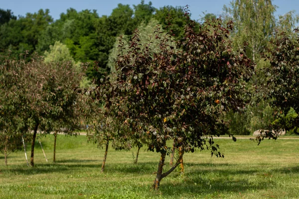 Güzel ağaçlar bahçede yetişir.