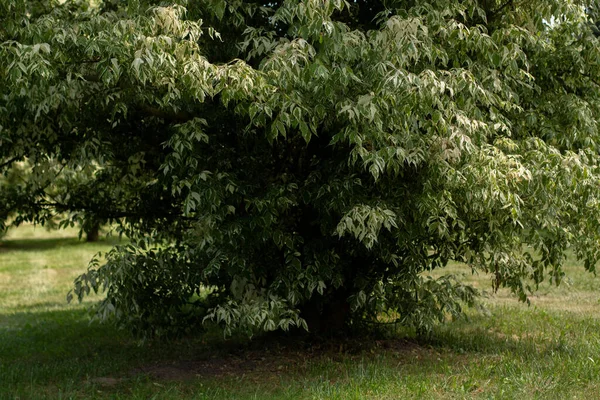 Ağaçlı yeşil çayır