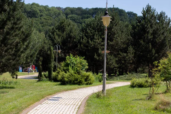 Green Meadow Park Trees — Stock Photo, Image