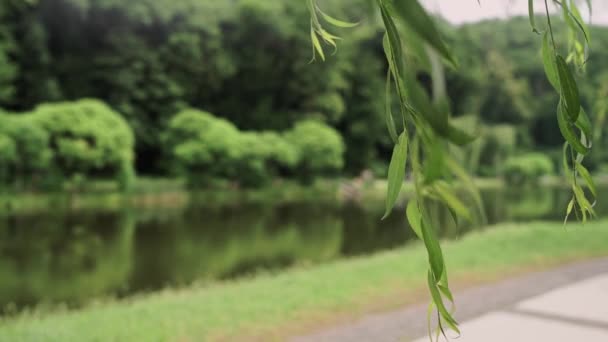 Hojas Verdes Con Primer Plano Del Árbol — Vídeos de Stock