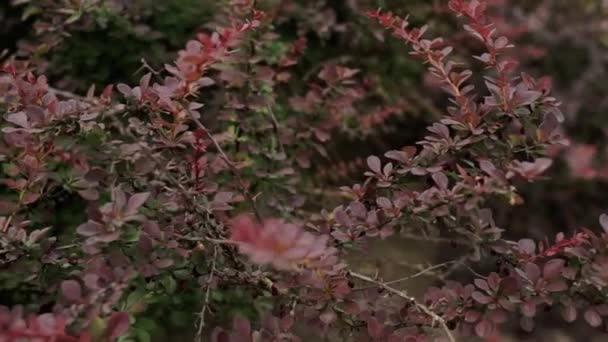 Stacheliges Gebüsch Garten — Stockvideo