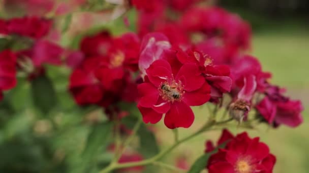 Een Bij Verzamelt Stuifmeel Een Bloem — Stockvideo