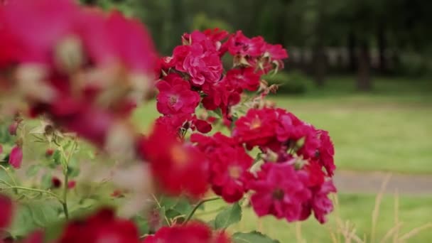 Rote Blumen Sommergarten — Stockvideo