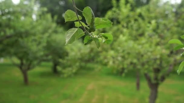 Yazın Elma Bahçesi Yeşili — Stok video