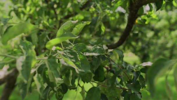 Яблуня Зелена Влітку — стокове відео