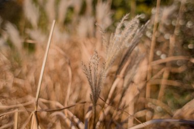 Yakın planda buğday dalları