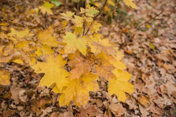 Feuilles Orange Jaune Sur Sol Dans Forêt — Photo