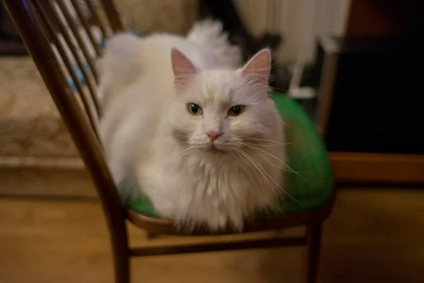 Gato Branco Senta Cadeira — Fotografia de Stock