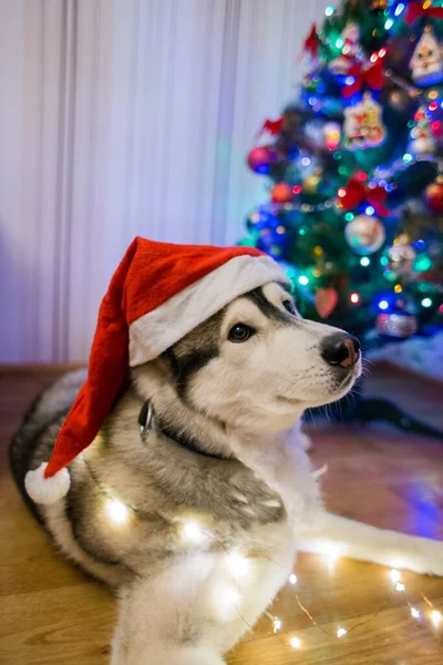 Ein Husky Hund Der Nähe Des Weihnachtsbaums — Stockfoto