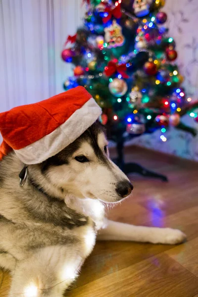 在圣诞树附近的一条哈士奇狗 — 图库照片