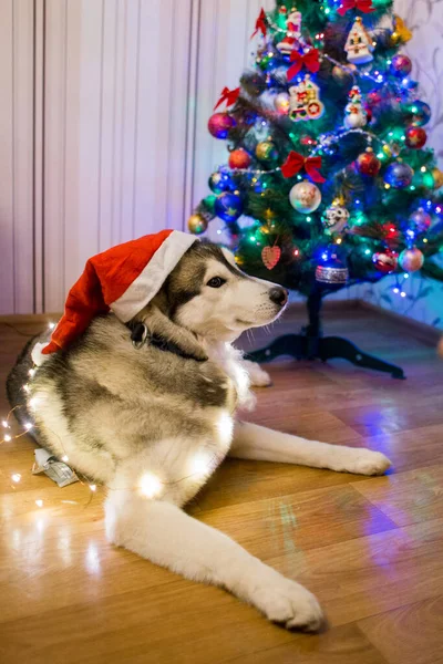 Ένα Γεροδεμένο Σκυλί Κοντά Στο Χριστουγεννιάτικο Δέντρο — Φωτογραφία Αρχείου