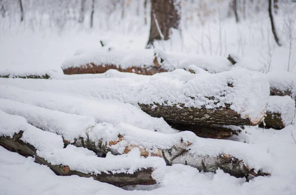 Kışın Karda Bir Ağaç — Stok fotoğraf