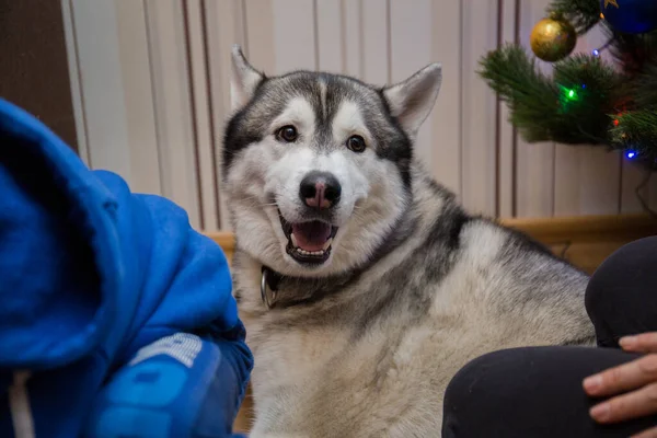 Husky Kutya Érzelmek Szobában — Stock Fotó