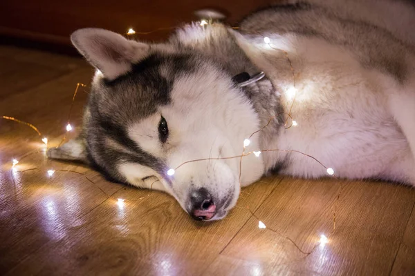 Husky Hund Garland — Stockfoto