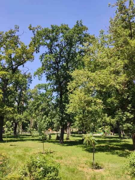 Belos Pinheiros Floresta — Fotografia de Stock