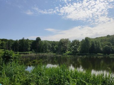 Yaz ormanındaki güzel göl